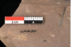 Foto (Detailansicht) von Arecaceae indet.  (NHMW-GEO-2024-0188-0458)